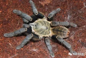 世界十大毒性最强蜘蛛 看到千万要远离！