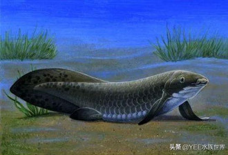 离水四年不死的鱼，被称为活化石
