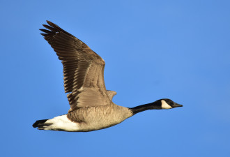 鹅雁不分：Canada Goose 原来叫“加拿大雁”
