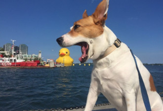 世界上最大的鸭子今年夏天将重回多伦多