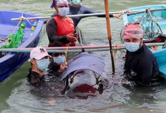 触目惊心!巨头鲸受尽折磨后离奇死亡 真凶竟是