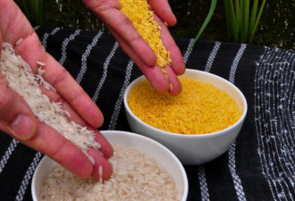 黄金大米在美获食用许可,被称最人道科技产品