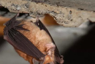 蝙蝠为何病毒这么多?又是怎么传染给人的？