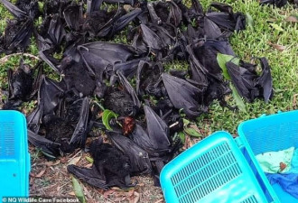 澳洲小镇被30万蝙蝠占领，天空黑压压