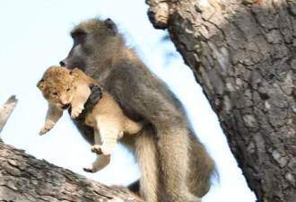 狮子王经典场面现实中重现 狒狒举起小狮子