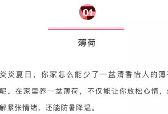 在家养盆它，1盆顶10个空调 凉爽一整夏