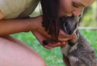 萌呆了！小袋鼠首次跳跃吸引众多澳洲网友