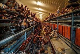 这家养鸡场尸体遍地，环境恶劣 还卖给超市！