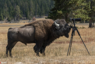大野牛打探摄像机 狂冲而来摄影师弃相机逃命