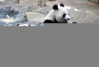 日本上野动物园熊猫宝宝香香将迎来一岁生日