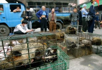 武汉肺炎疫情爆发 却可能是中国野生动物的福祉