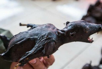 印尼人可怕的饮食习惯：蝙蝠快被吃灭绝