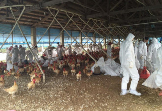 湖南爆高致病性禽流感H5N1，肉鸡病死