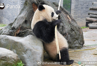 大熊猫的竹子最新神奇吃法：劈头盖脸式