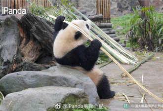 大熊猫的竹子最新神奇吃法：劈头盖脸式