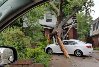 强雷暴袭击多伦多：树木连根拔起 伊顿中心漏雨