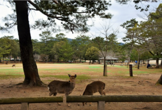 疫情致中国游客锐减 日本奈良公园的鹿撑不住了