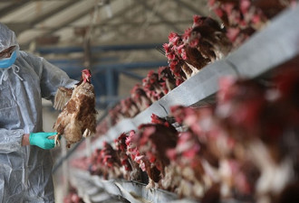 湖南爆发致命性禽流感，专业人士：不能轻视
