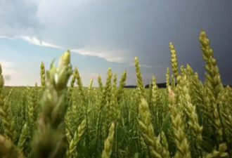 发现未经批准基因改造种类 日本停购加拿大小麦