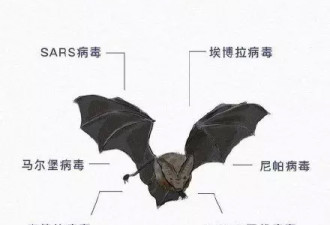 蝙蝠这种牛逼生物，不招惹人类已是万幸