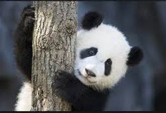 大熊猫长期被虐待 鼻头都白了