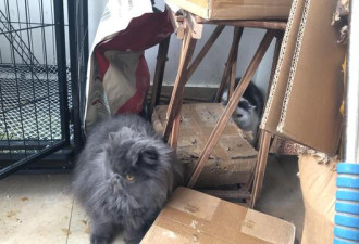 武汉封城猫狗被困家中，它们怎么样了？
