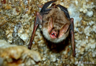 蝙蝠：世界上分布最广、进化最成功的哺乳动物