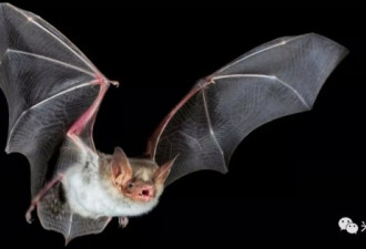 人类医学再发展100年，也就是现在蝙蝠的水平！