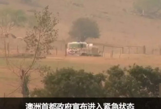 武汉疫情17天后，澳洲30万蝙蝠尸横遍野