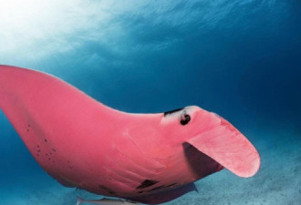 大堡礁惊现神秘蝠鲼粉红豹！以为相机坏了！