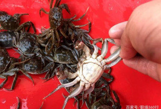 水产老板收了2千多万螃蟹，全砸手里
