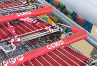 昆州女子在Coles发现购物车里居然有条蟒蛇
