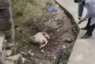 温州小村爆疫情 当局不仅封村还屠杀…