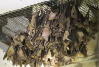 上海动物园还有野生蝙蝠？专家:不是一个物种