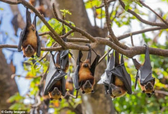 65万只蝙蝠入侵昆州 AP领导人呼吁将蝙蝠转运