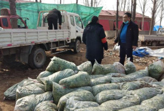 村支书把自家滞销的20万斤香菜送给了全县人