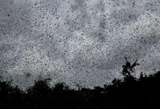 全球预警：铺天盖地的蝗虫离中国有多远