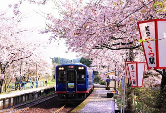 日本迎来最惨樱花季，感染者逼近1000人