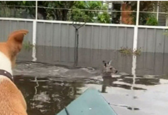 又遇洪涝，新州小镇袋鼠多次被拍到跳湖逃生