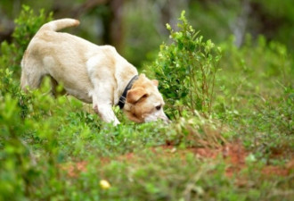 世界首例 香港证实宠物犬感染
