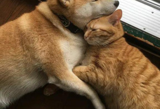 日本一柴犬以为自己是猫，每天和橘猫混一起