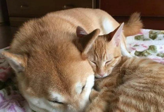 日本一柴犬以为自己是猫，每天和橘猫混一起