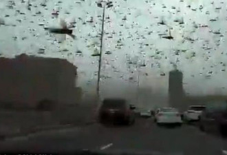 蝗虫铺天盖地飞过巴林致使城市交通瘫痪