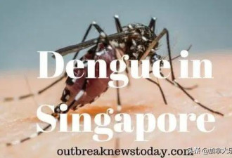 新加坡一名女性同时确诊新冠肺炎和登革热