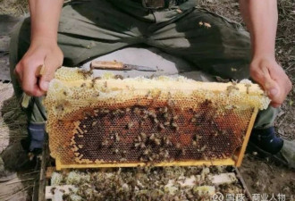 疫情阻碍运输 蜜蜂活活饿死 养蜂人上吊自杀