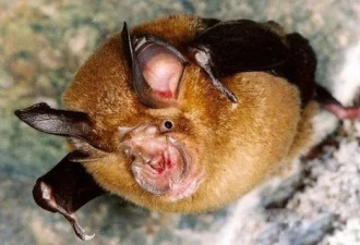 石正丽团队两年前发现蝙蝠冠状病毒感染人现象