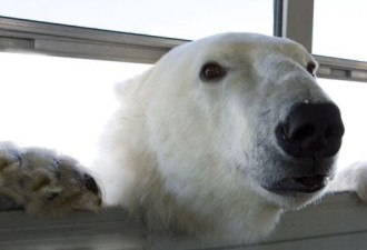 北极熊在这里没地位 翻个垃圾都要被抓