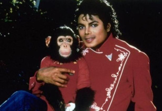 继承迈克杰克逊1000万遗产的猩猩,如今怎样了？