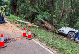 澳大树突然倒下，车辆瞬间被压扁了！