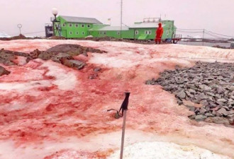 南极现出鲜血一幕，背后的真相可怕可悲